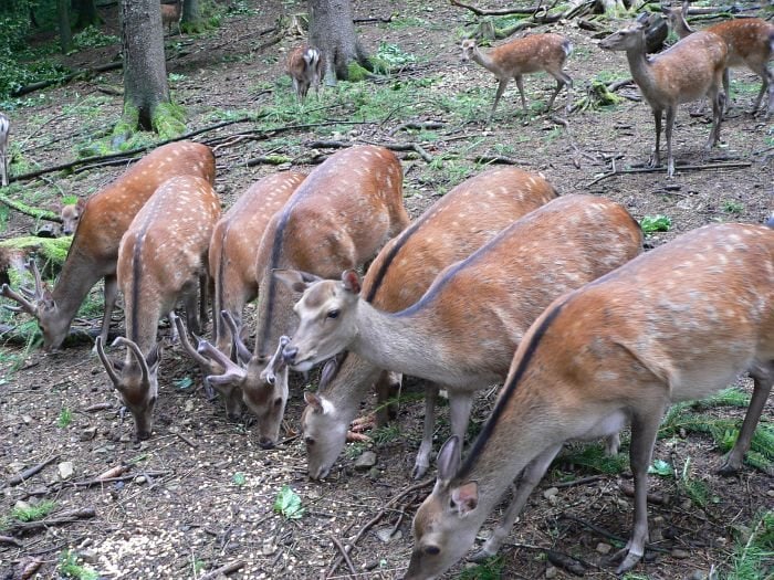 Sikawild im Wildgehege Waldshut