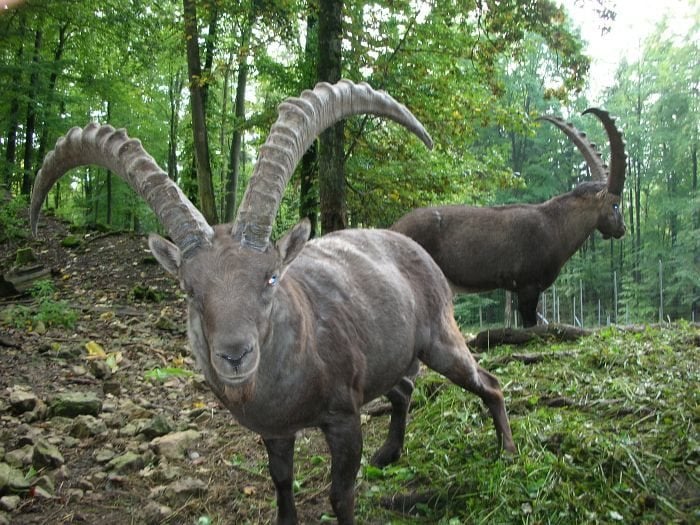 Steinwild im Wildgehege Waldshut
